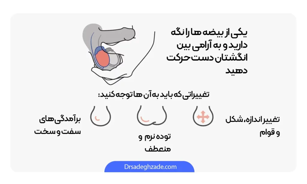 اینفوگرافی خودآزمایی بیضه در مردان