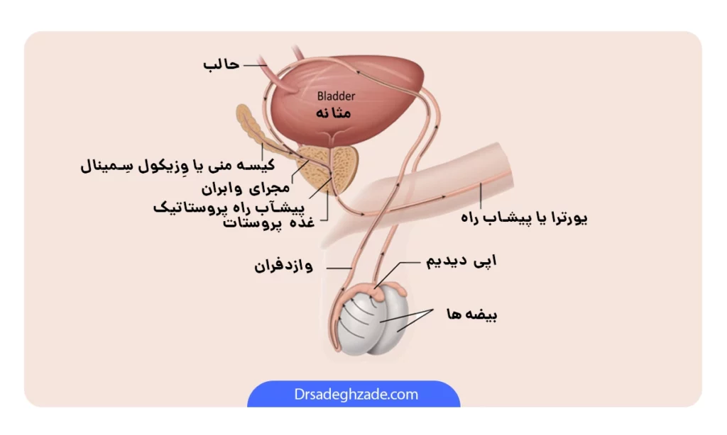 اینفوگرافی و آناتومی پروستات در مردان