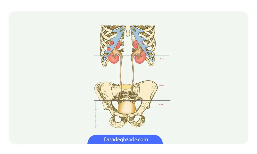 ساختار حالب